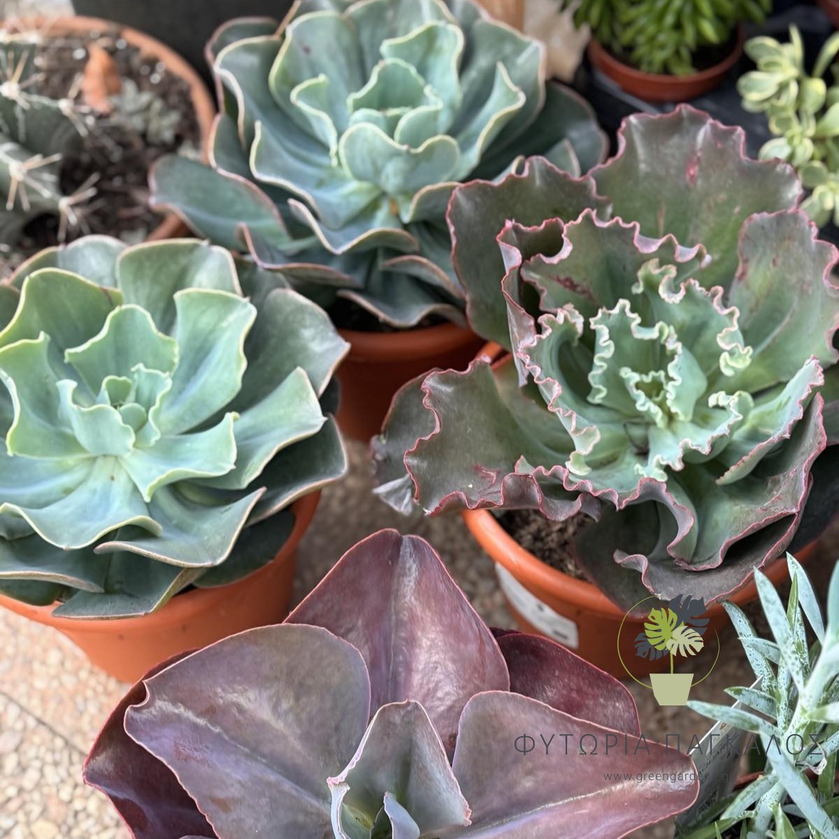 🌵 ΕΧΕΒΕΡΙΑ – Echeveria - 5 lt